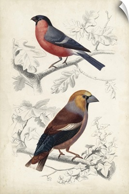 D'Orbigny Birds IV