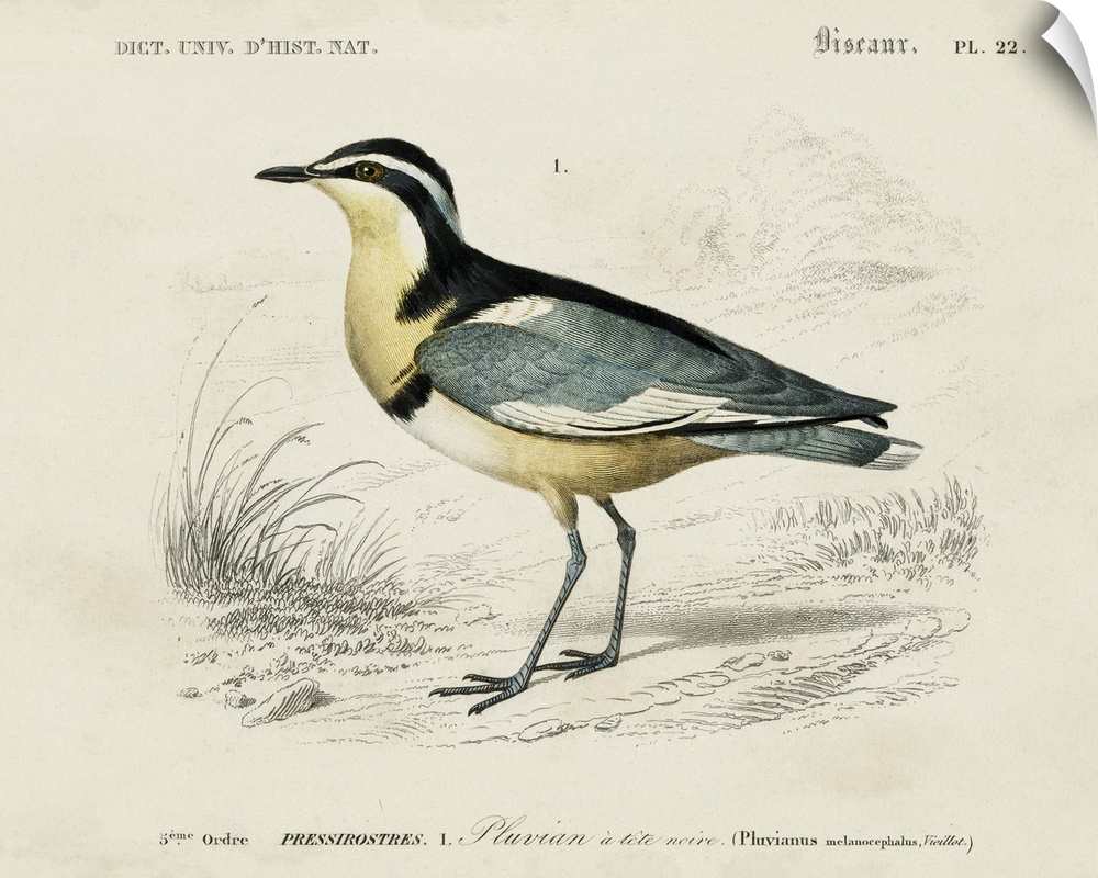 d'Orbigny Seabird I