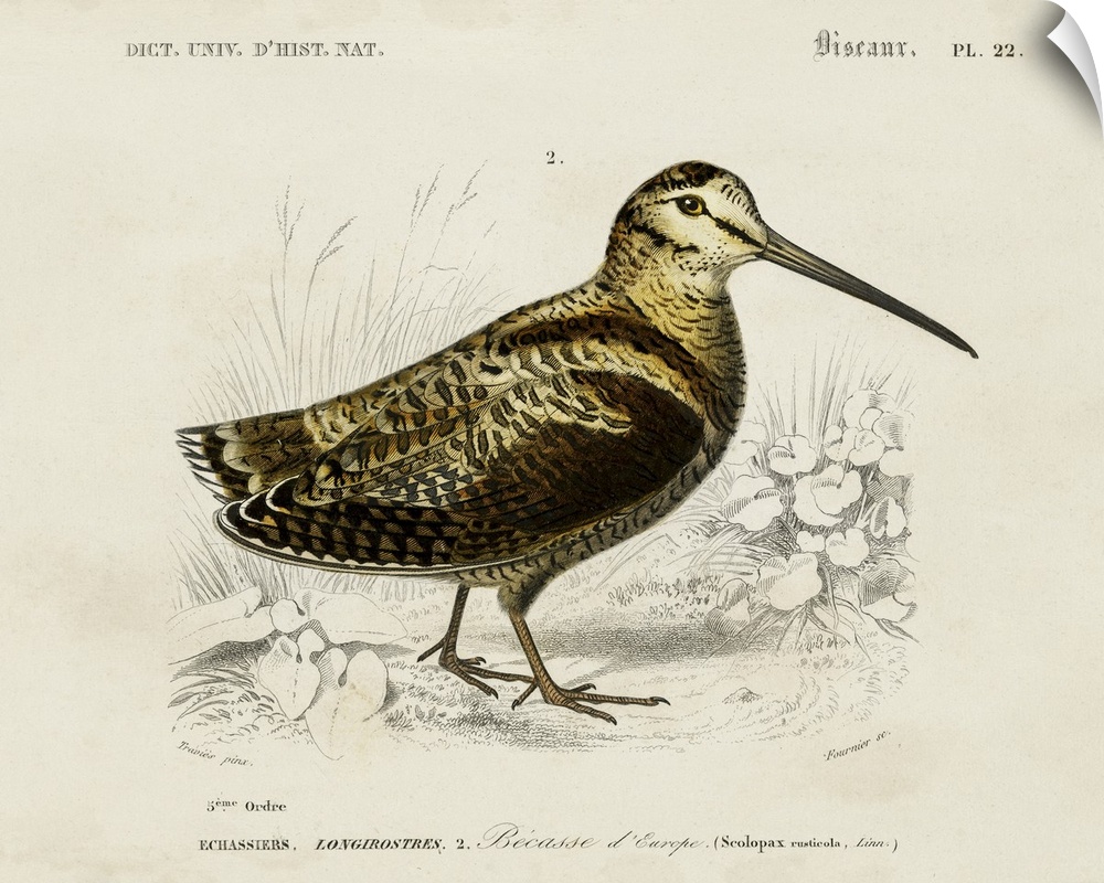 d'Orbigny Seabird II