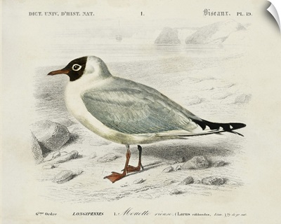 d'Orbigny Seabird III