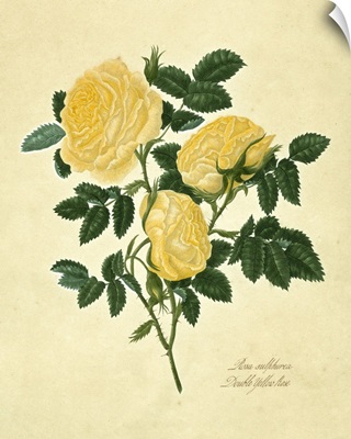 Double Yellow Rose