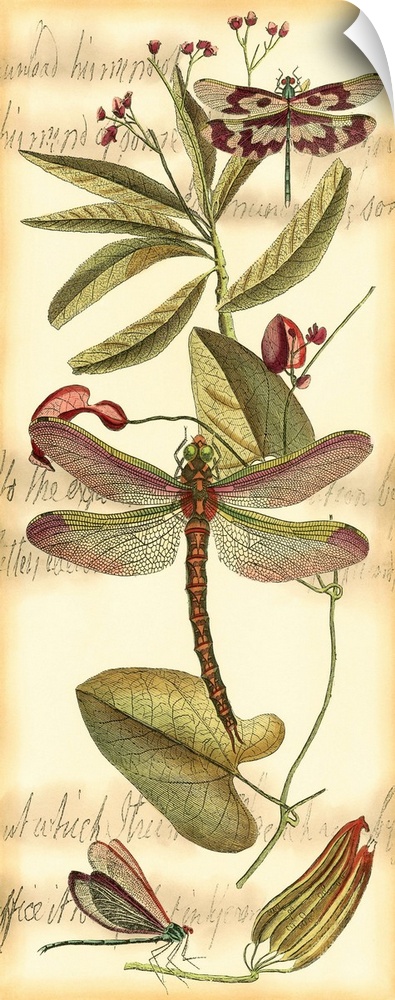 Contemporary artwork of a vintage style dragonfly illustration.