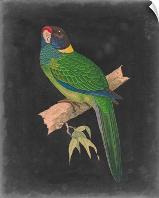 Dramatic Parrots II