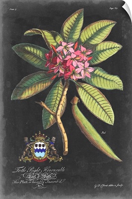 Dramatic Royal Botanical V