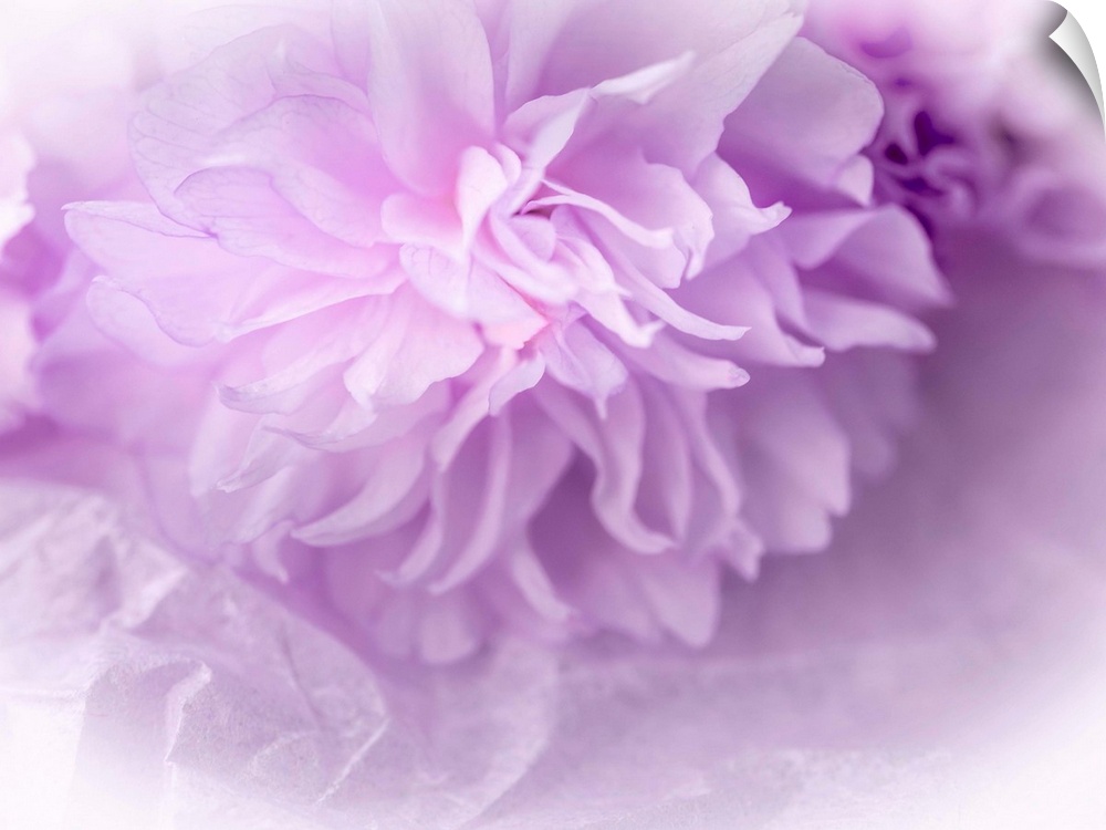 Dreamy Florals in Violet II