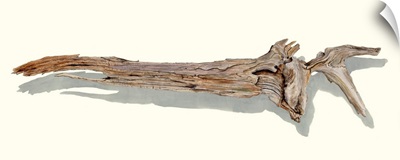 Driftwood Study II