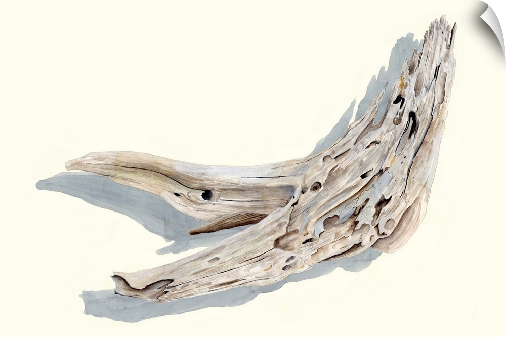 Driftwood Study III