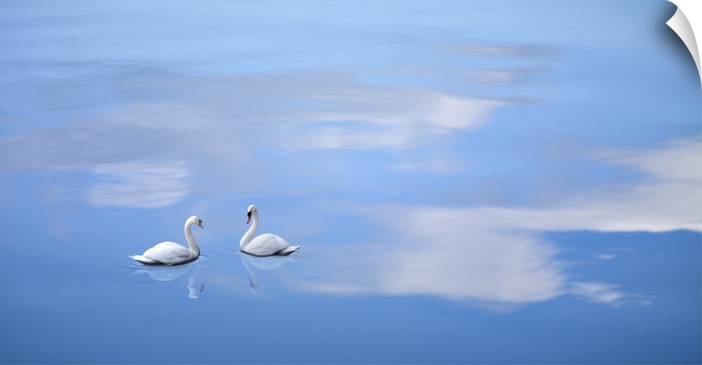 Swans drift on a reflection of fluffy clouds in this dreamy photograph.
