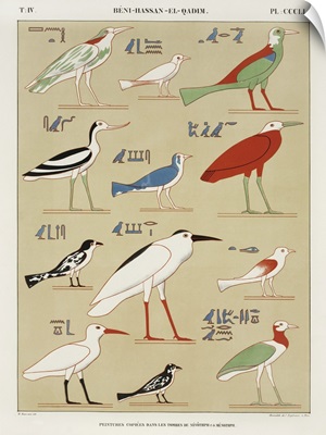 Egyptian Bird Charts II