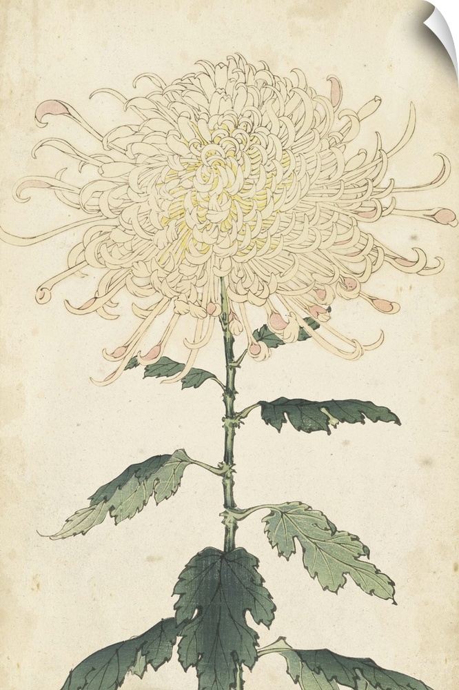 Elegant Chrysanthemums III