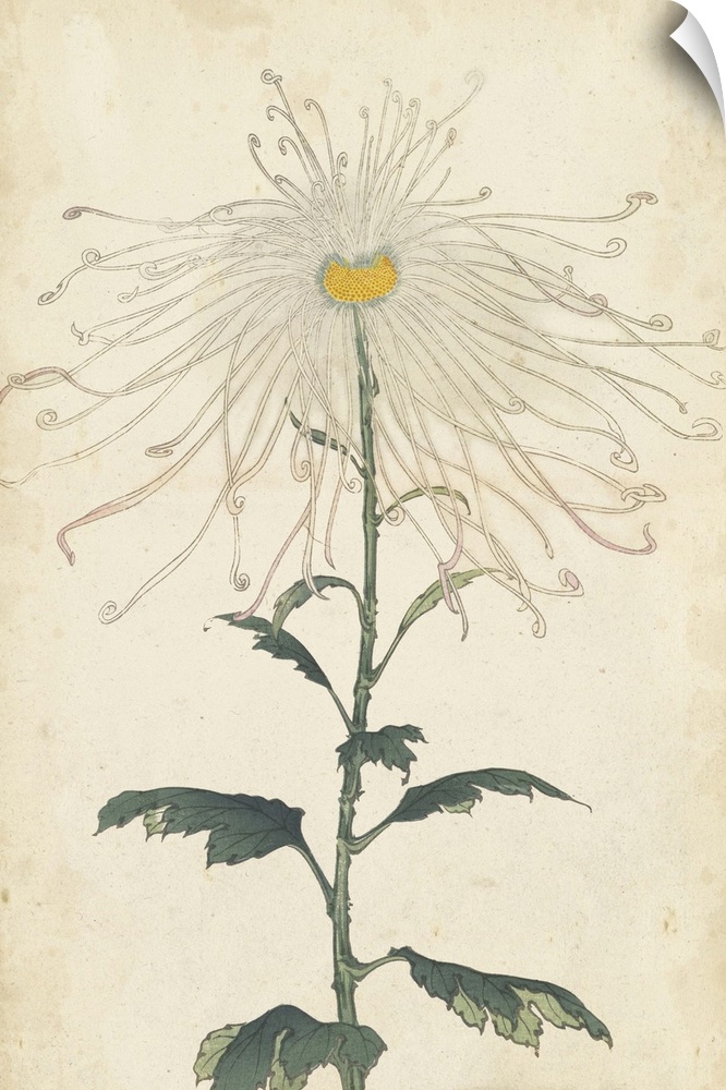 Elegant Chrysanthemums V