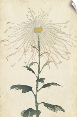 Elegant Chrysanthemums V
