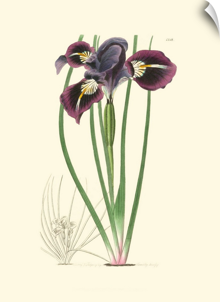 Elegant Iris II