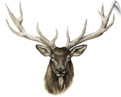 Elk Bust