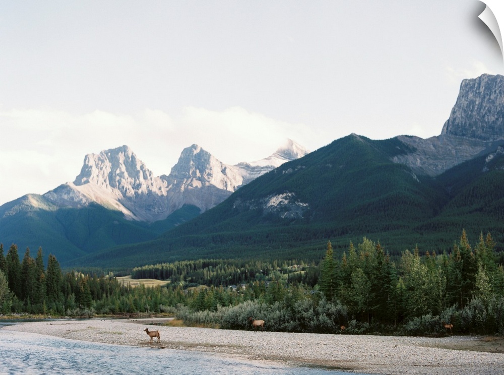 Photograph of several elk approaching the water's edge, Canmore, Canada.