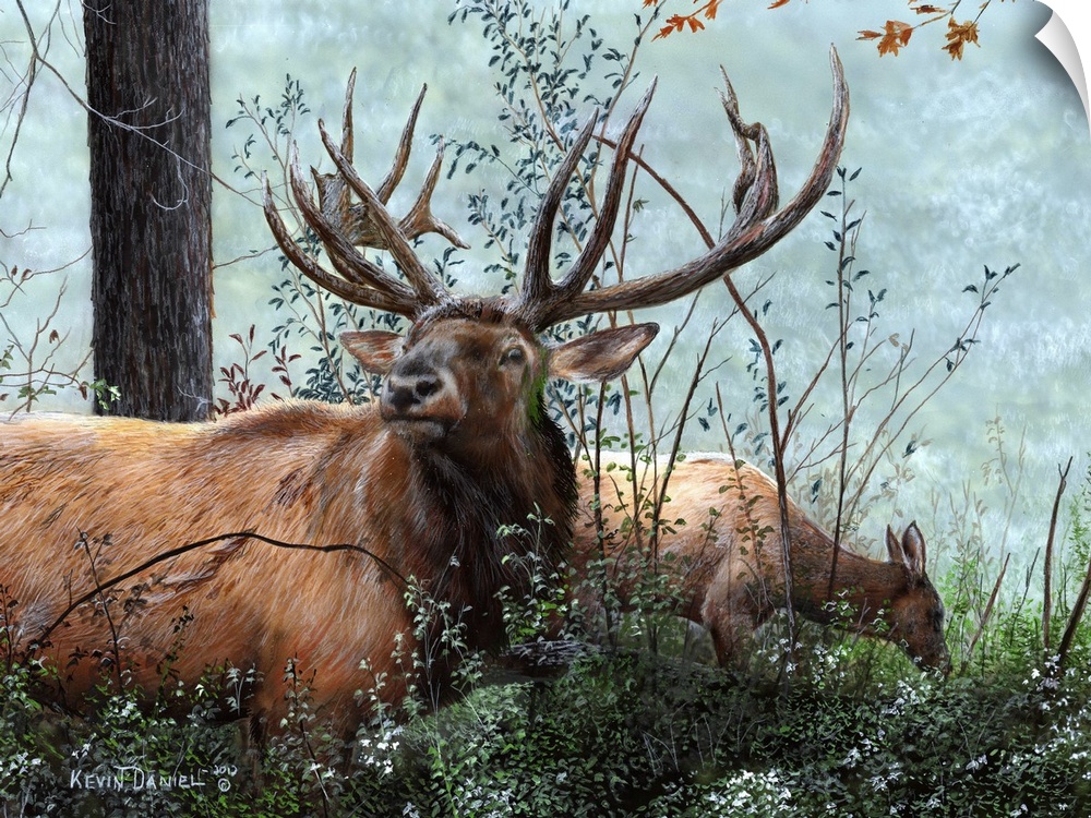 Elk Foraging