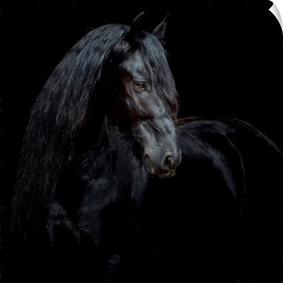 Equine Portrait XI