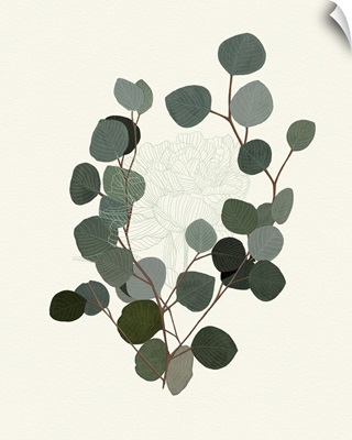 Eucalyptus Leaves II