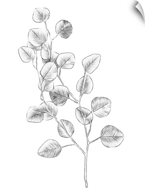 Eucalyptus Sketch IV