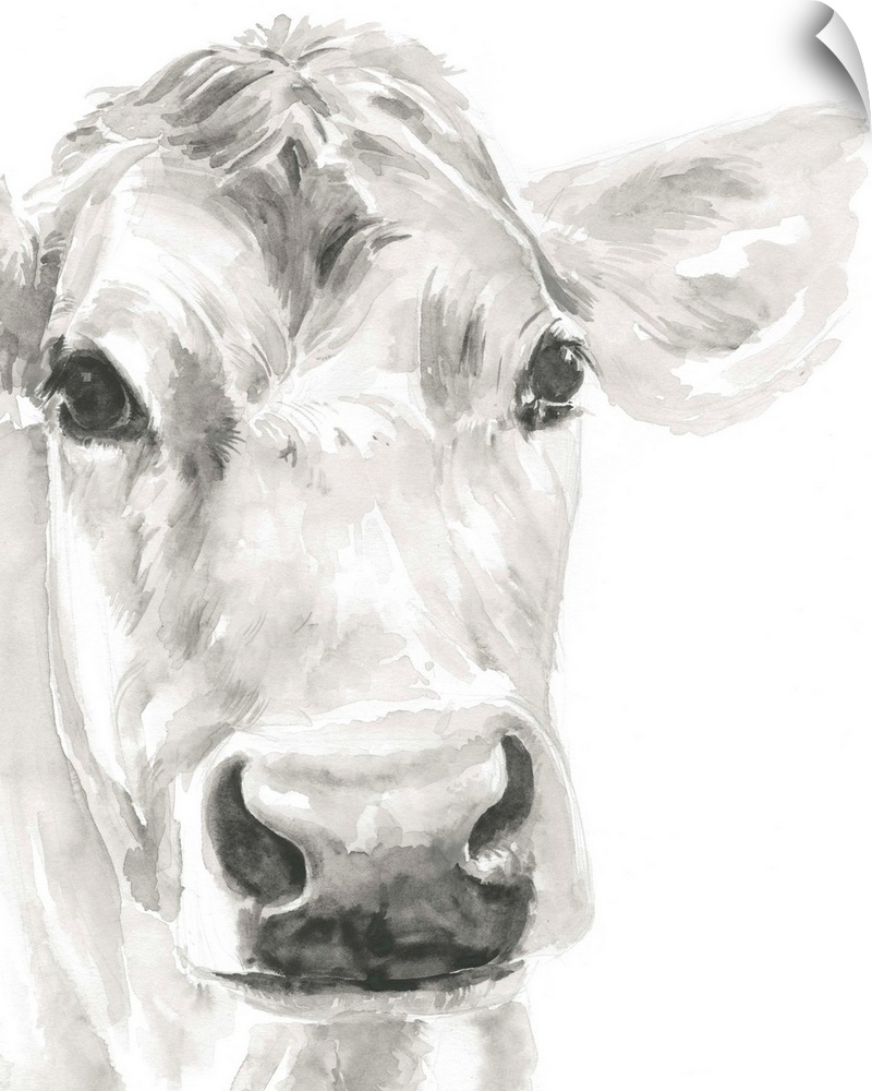 Watercolor portrait of a cow in gray.