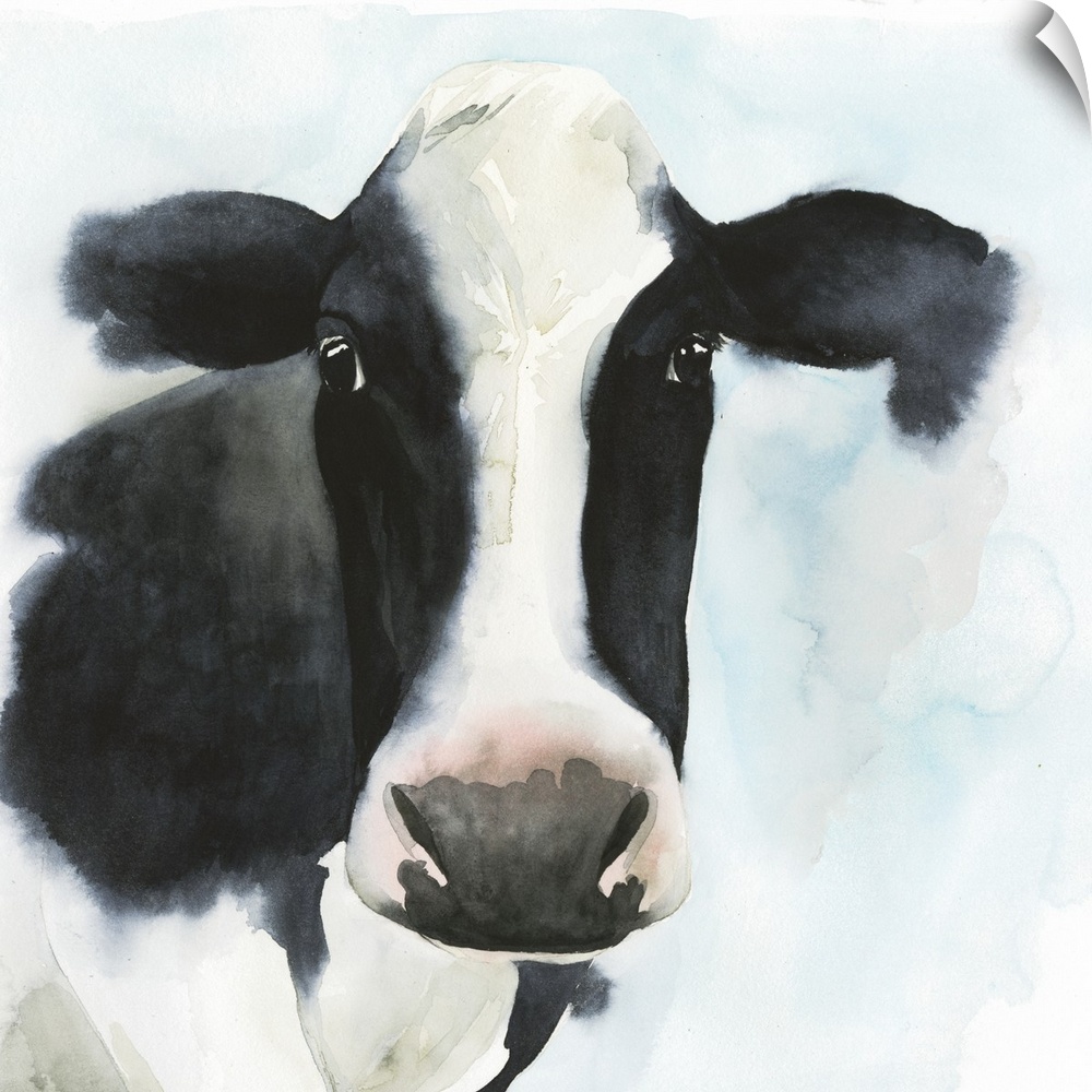 A watercolor portrait of a black and white cow with pink and blue accents.