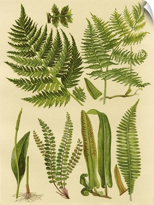 Fern Collection I