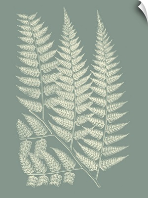 Ferns on Sage III