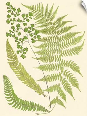 Ferns with Platemark III