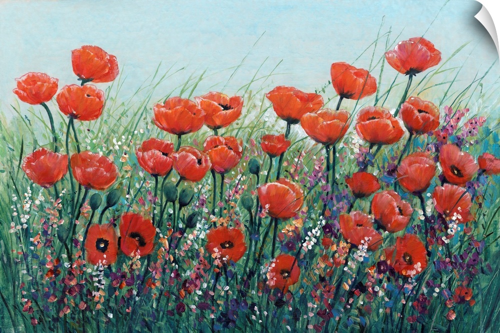 Field Of Red Poppies I