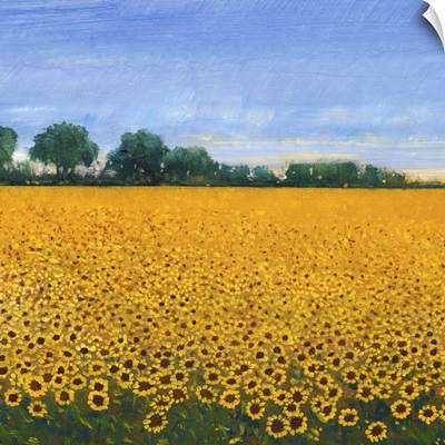 Field of Sunflowers I