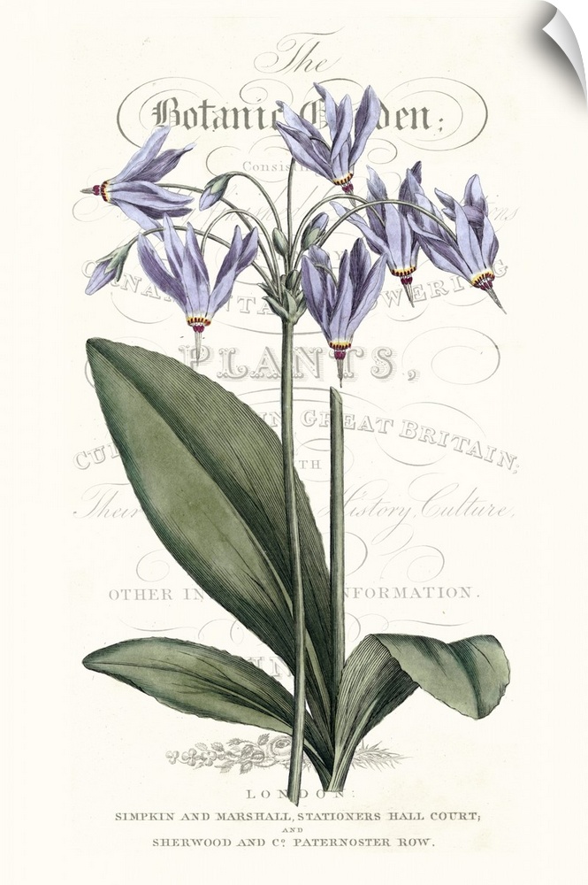 This botanical illustration features a purple flower over decorative text on a neutral background.
