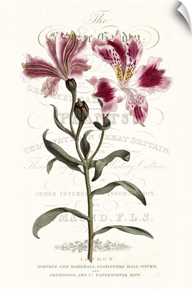 This botanical illustration features a pink flower over decorative text on a neutral background.