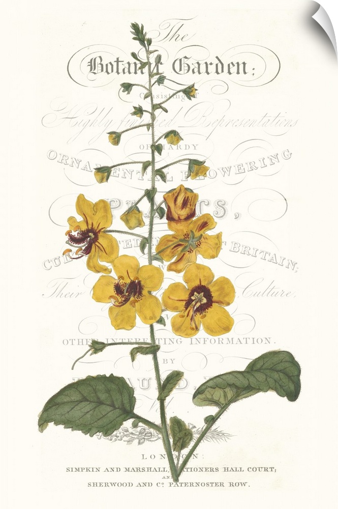 This botanical illustration features a yellow flower over decorative text on a neutral background.