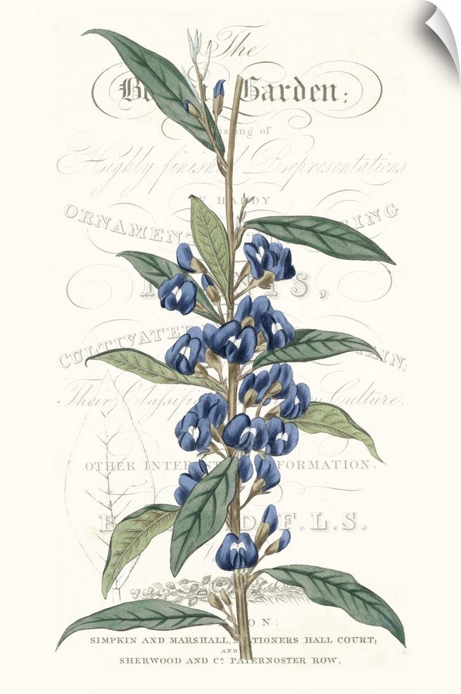 This botanical illustration features a blue flower over decorative text on a neutral background.
