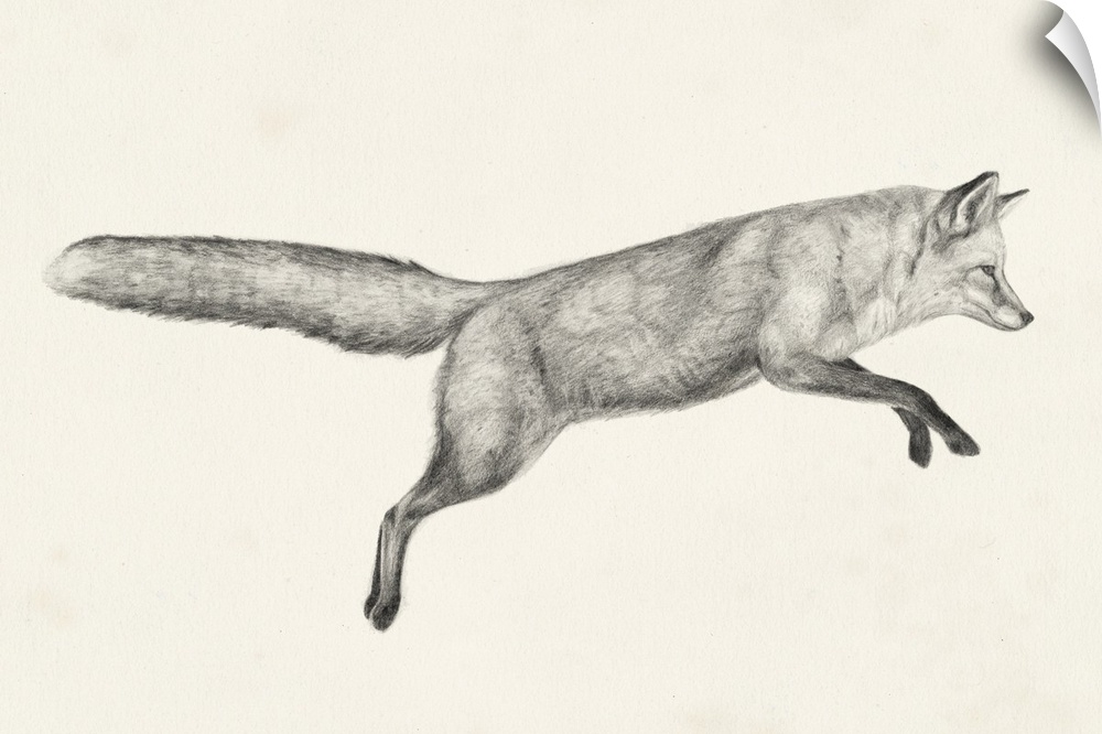 Graphite drawing of a fox leaping through the air.