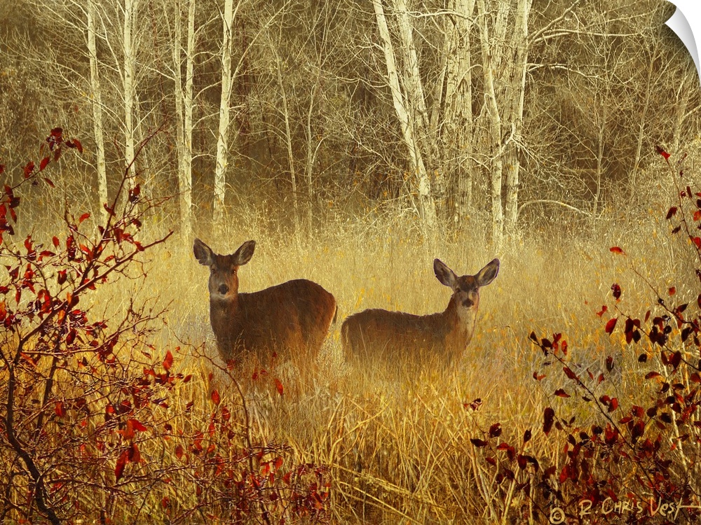 Big, horizontal wall picture of two deer standing in a light fog in a meadow, surrounded by tall grasses and brush.  A den...