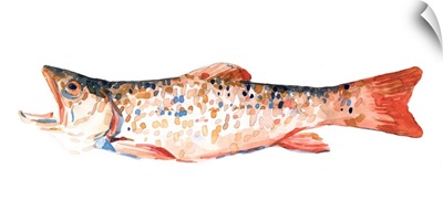 Freckled Trout I