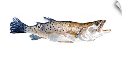 Freckled Trout II