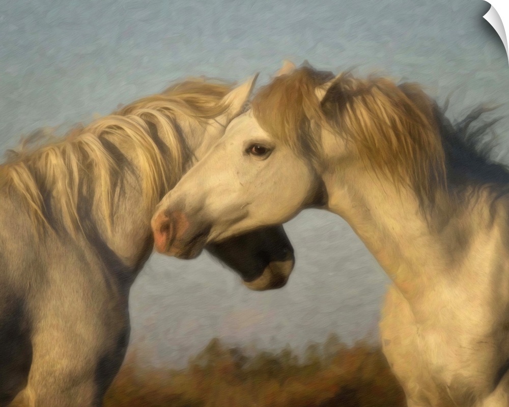 Photograph of two white horses nuzzling each other.
