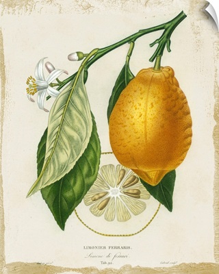 French Lemon II