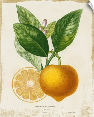 French Lemon III