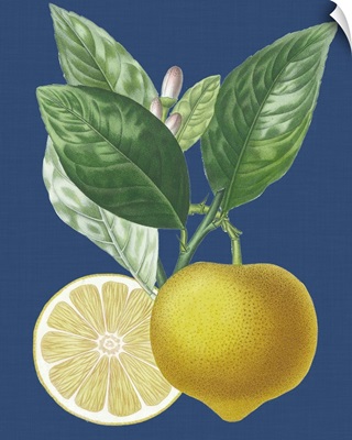 French Lemon on Navy II