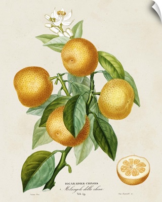 French Orange Botanical III