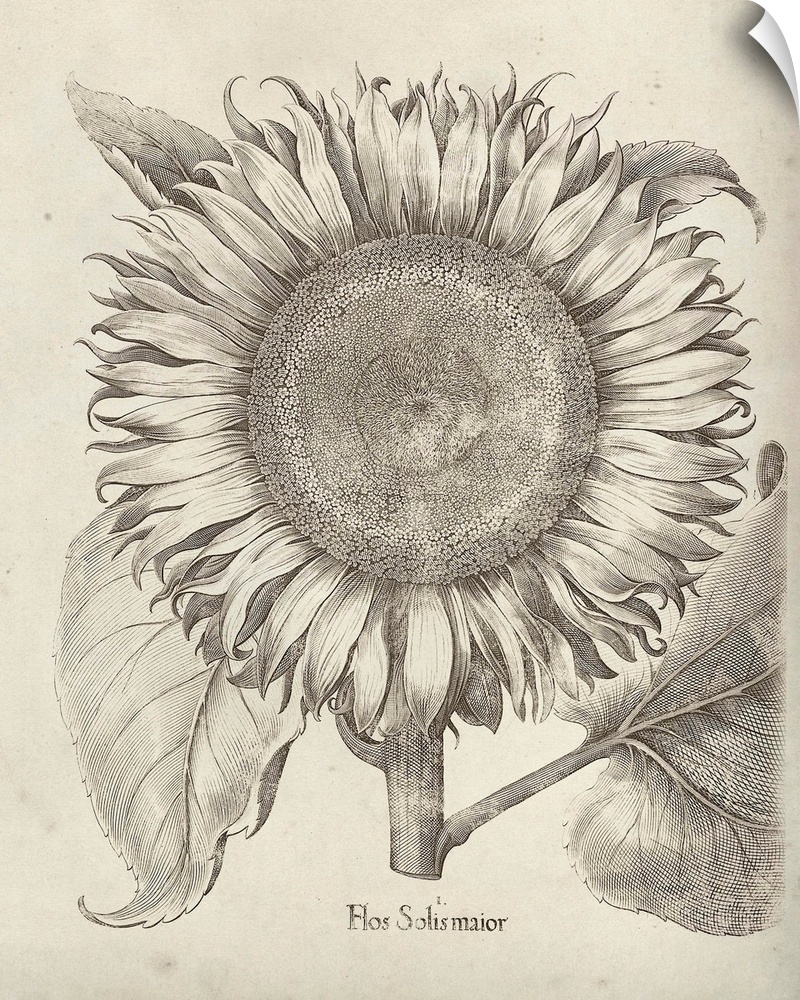 Vintage-inspired botanical illustration of a sunflower.