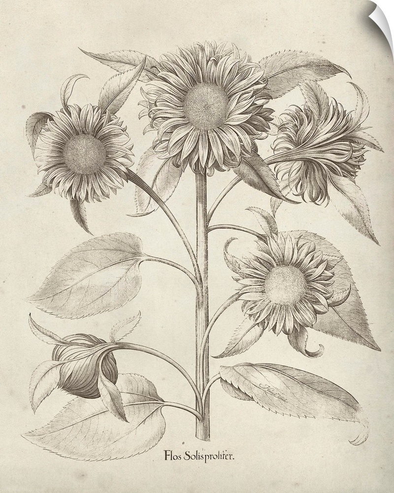 Vintage-inspired botanical illustration of sunflowers.