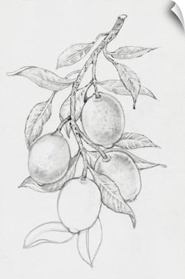 Fruit-Bearing Branch I