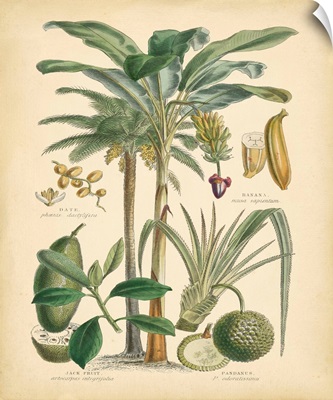 Fruitful Palm II