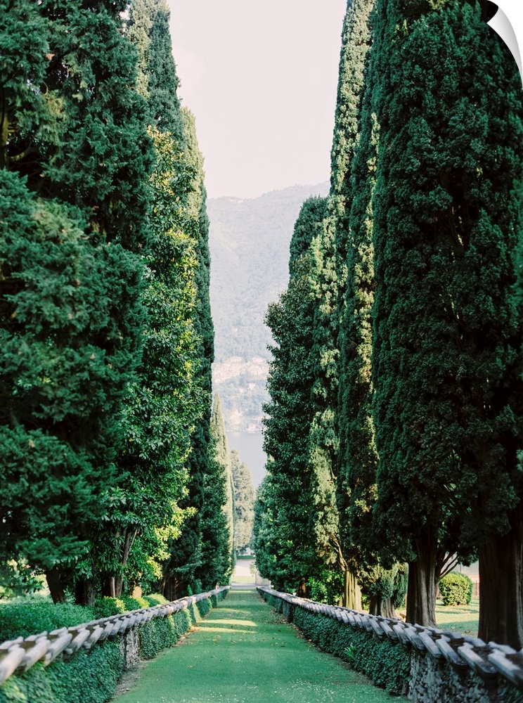 Photograph taken between an avenue of tall trees, Lake Como, Italy.