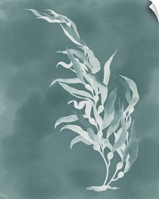 Ghost Kelp II