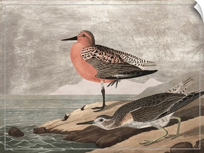 Gilded Sandpipers I